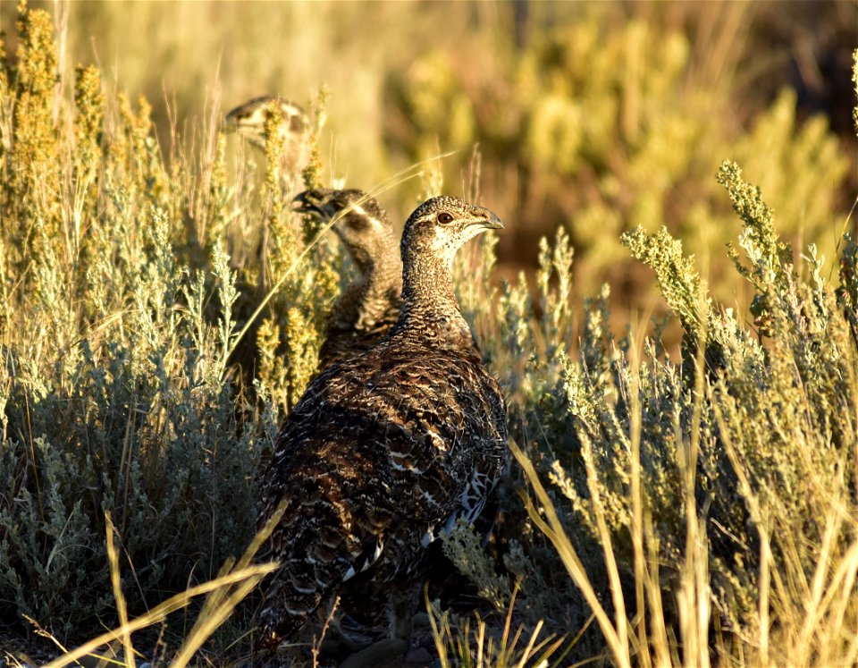 Greater sage-grouse eating Wyoming Big Sagebrush leaves and flowers.  Photo: Tom Koerner/USFWS