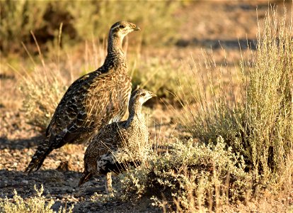 Photo: Tom Koerner/USFWS