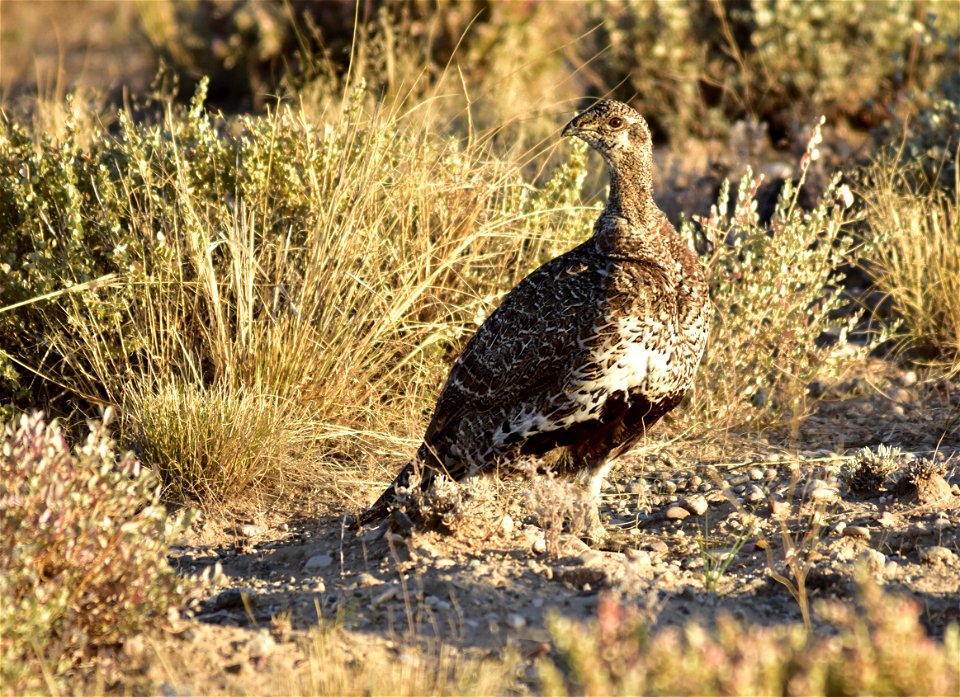Photo: Tom Koerner/USFWS