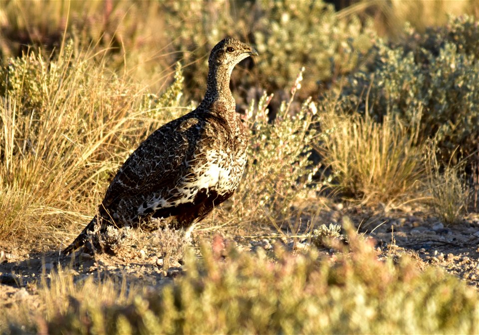 Photo: Tom Koerner/USFWS