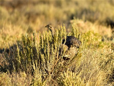 Wyoming big sagebrush flowers are on the menu for this brood of greater sage-grouse. Sometimes access to the flowers is easier when they just hop onto the sagebrush to dine. Photo: Tom Koerner/USFWS photo