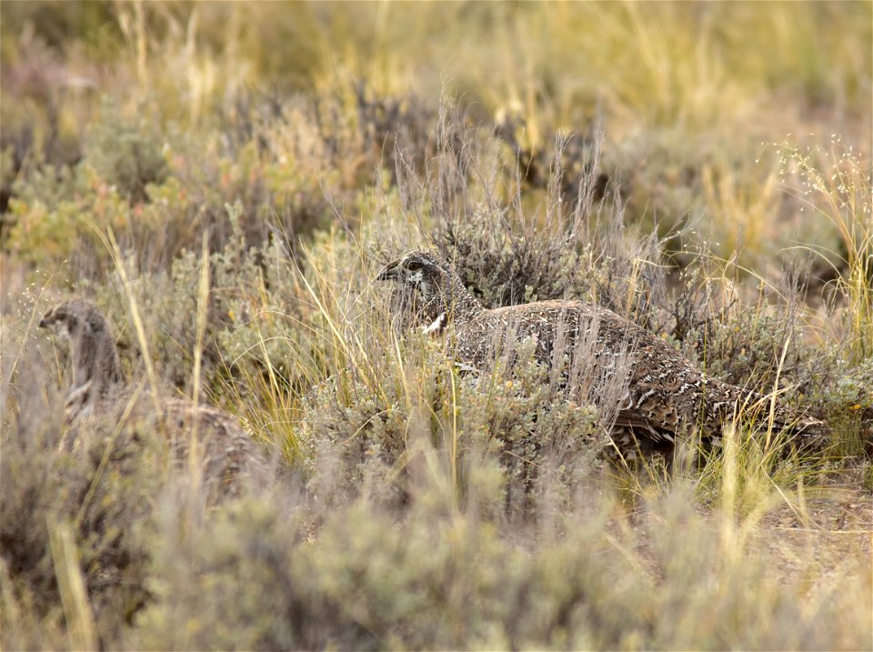 Photo: Tom Koerner/USFWS