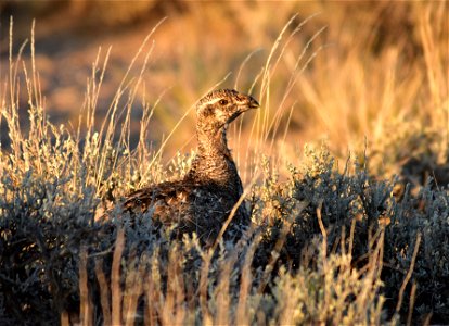 Photo: Tom Koerner/USFWS photo