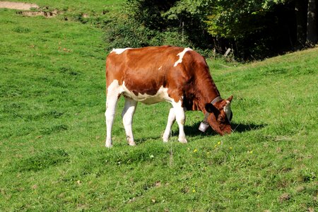 Graze nature animal