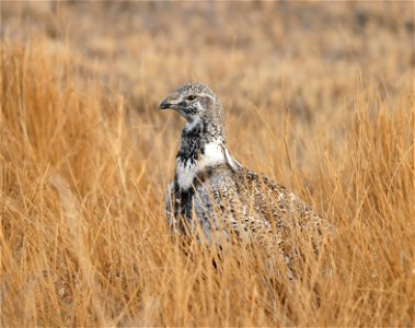 A greater sage-grouse in grazed baltic rush in a seasonal wetland on Seedskadee NWR in Wyoming.  Photo: Tom Koerner/USFWS