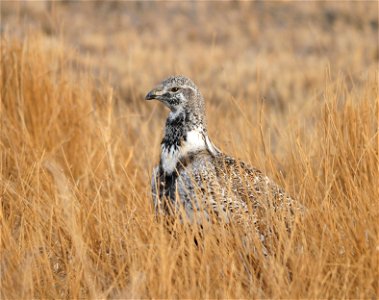 A greater sage-grouse in grazed baltic rush in a seasonal wetland on Seedskadee NWR in Wyoming. Photo: Tom Koerner/USFWS photo