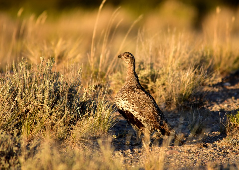 Photo: Tom Koerner/USFWS