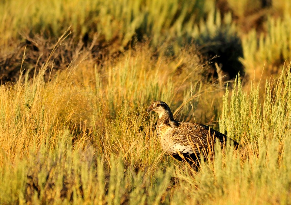 Photo: Tom Koerner/USFWS
