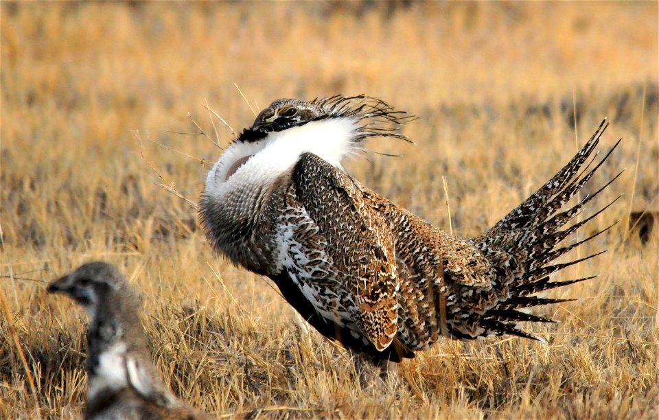 Greater sage-grouse on Seedskadee National Wildlife Refuge in Wyoming. Photo: Tom Koerner/USFWS