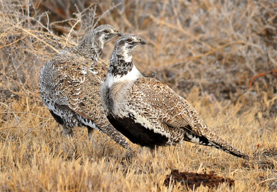 Greater sage-grouse on Seedskadee National Wildlife Refuge in Wyoming.  Photo: Tom Koerner/USFWS