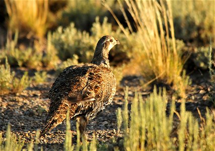 Photo: Tom Koerner/USFWS photo