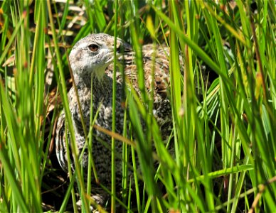 During the summer months, many greater sage-grouse frequent wet meadows and riparian habitats that bisect the sage steppe. These areas provide water, insects and a variety of wet meadow vegetation. photo