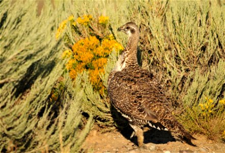 Photo: Tom Koerner/USFWS