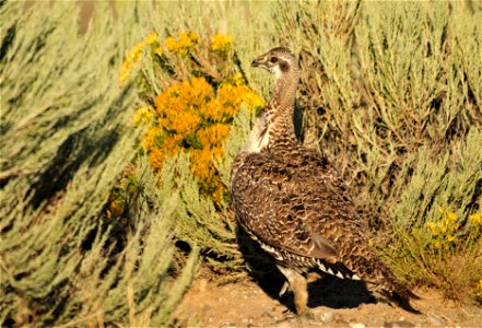 Photo: Tom Koerner/USFWS photo