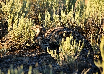 Greater sage-grouse have the nearly perfect camoflauge pattern for the environment they live in. If they lay motionless and maintain a low profile, they nearly disappear. They can be very difficult photo