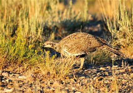 Sagebrush leaves make up most of the greater sage-grouse diet during the winter. During the growing season from April to September, they may also feed on other available vegetation. This greater sag photo