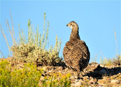 Photo: Tom Koerner/USFWS