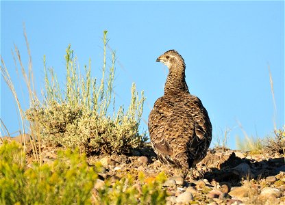 Photo: Tom Koerner/USFWS photo