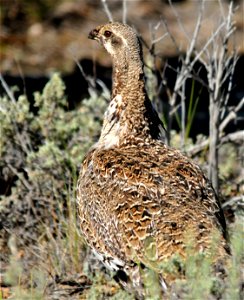 Photo: Tom Koerner/USFWS photo