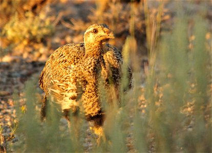 Photo: Tom Koerner/USFWS photo