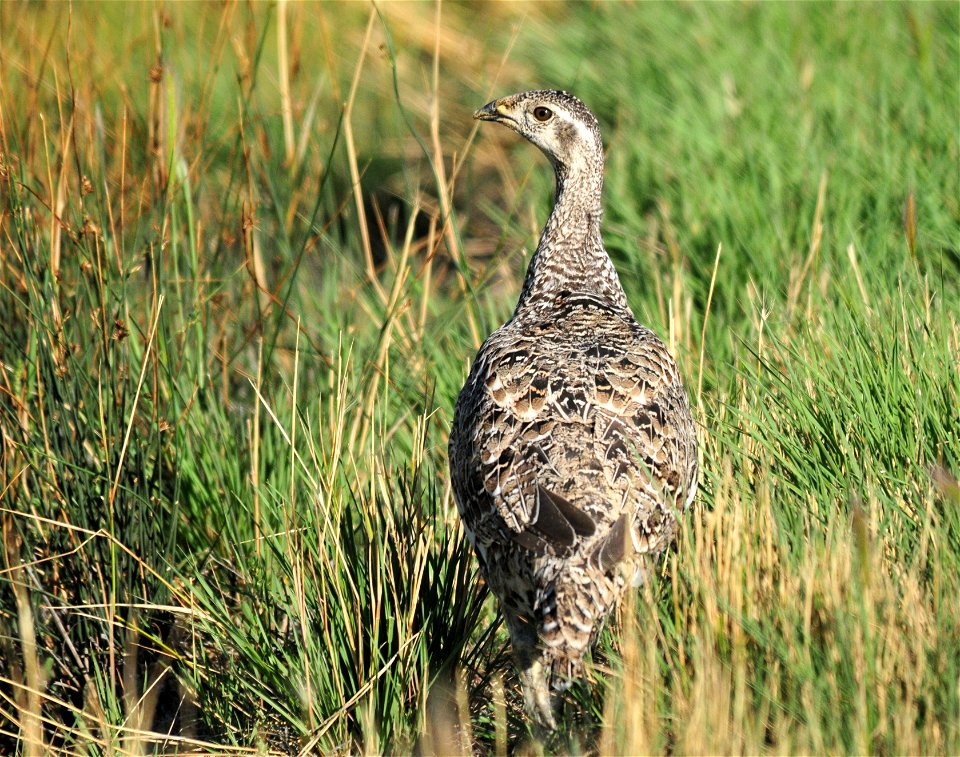 Photo: Tom Koerner/USFWS