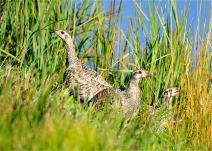 Greater sage-grouse can satisfy their need for water during much of the year from the foods they eat. Their digestive system extracts the moisture from sage brush leaves and other vegetation they eat photo