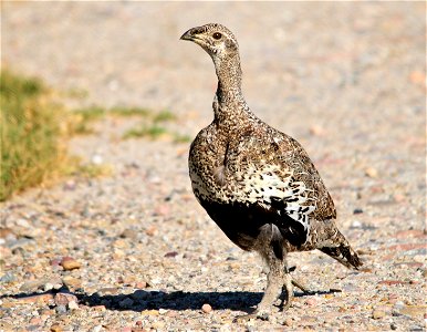 Photo: Tom Koerner/USFWS