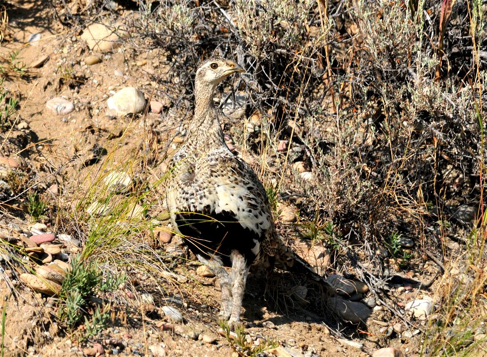 Photo: Tom Koerner/USFWS