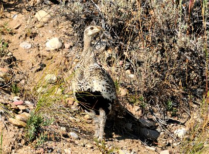 Photo: Tom Koerner/USFWS photo