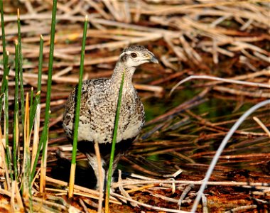 Greater sage-grouse can satisfy their need for water during much of the year from the foods they eat. Their digestive system extracts the moisture from sage brush leaves and other vegetation they eat photo