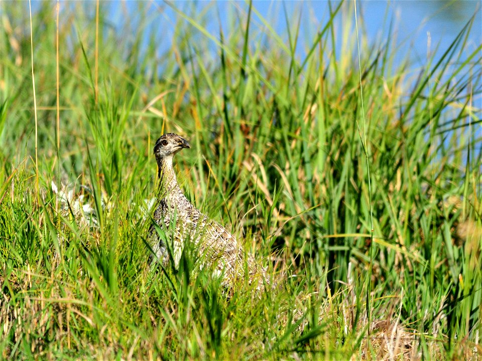 Photo: Tom Koerner/USFWS