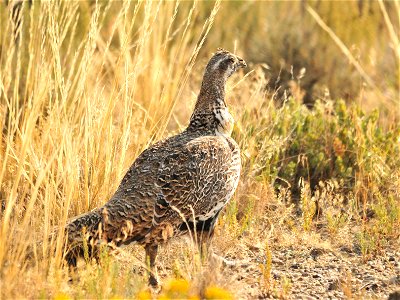 Photo: Tom Koerner/USFWS photo