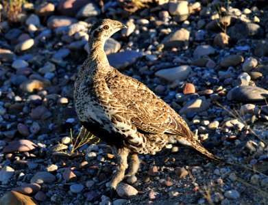 Photo: Tom Koerner/U.S. Fish and Wildlife Service photo