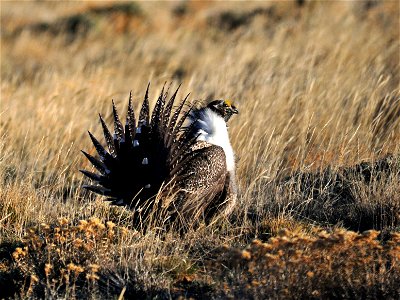 Tom Koerner/USFWS photo