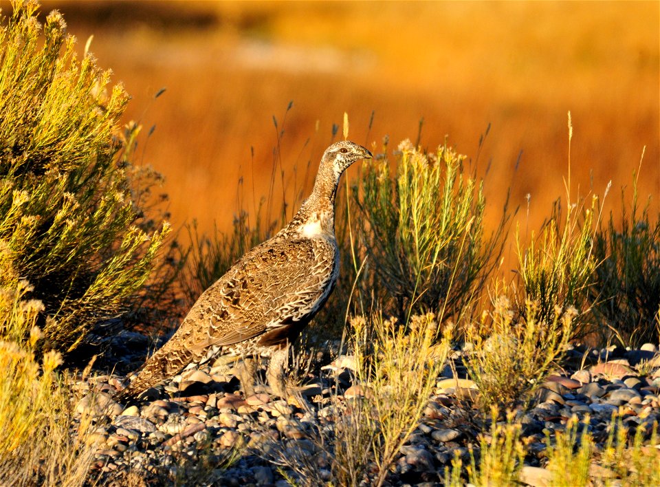 Photo: Tom Koerner/U.S. Fish and Wildlife Service