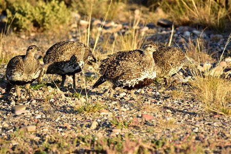 A brood of greater sage grouse feed as they move along, headed to a wet meadow along the Green River at Seedskadee NWR. Photo: Tom Koerner/USFWS photo
