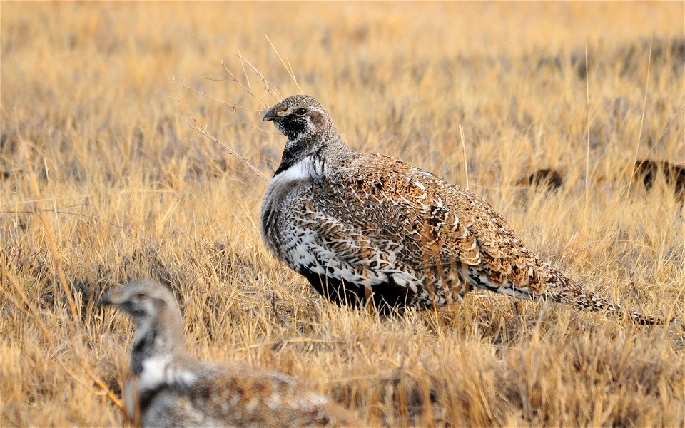 Greater Sage-Grouse on Seedskadee NWR in Wyoming. Photo: Tom Koerner/USFWS