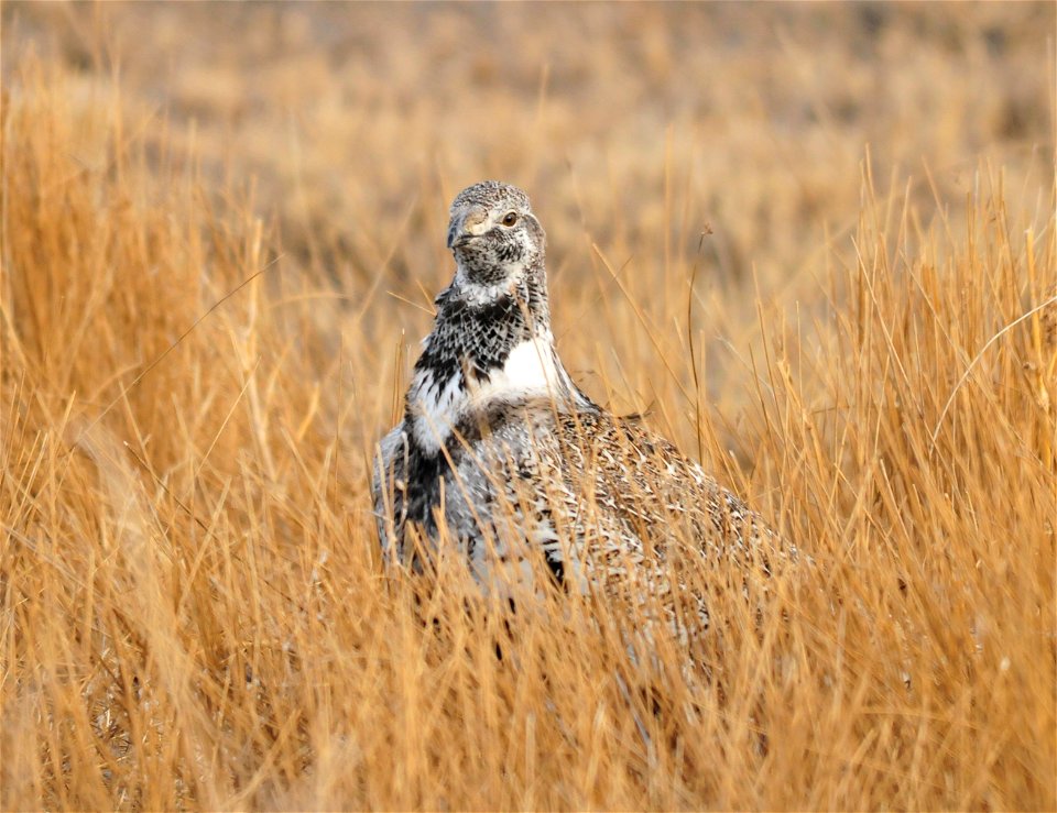 A greater sage-grouse in grazed baltic rush in a seasonal wetland on Seedskadee NWR in Wyoming.  Photo: Tom Koerner/USFWS