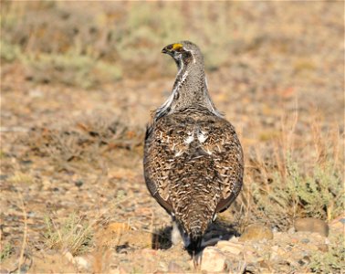 Photo: Tom Koerner/USFWS photo