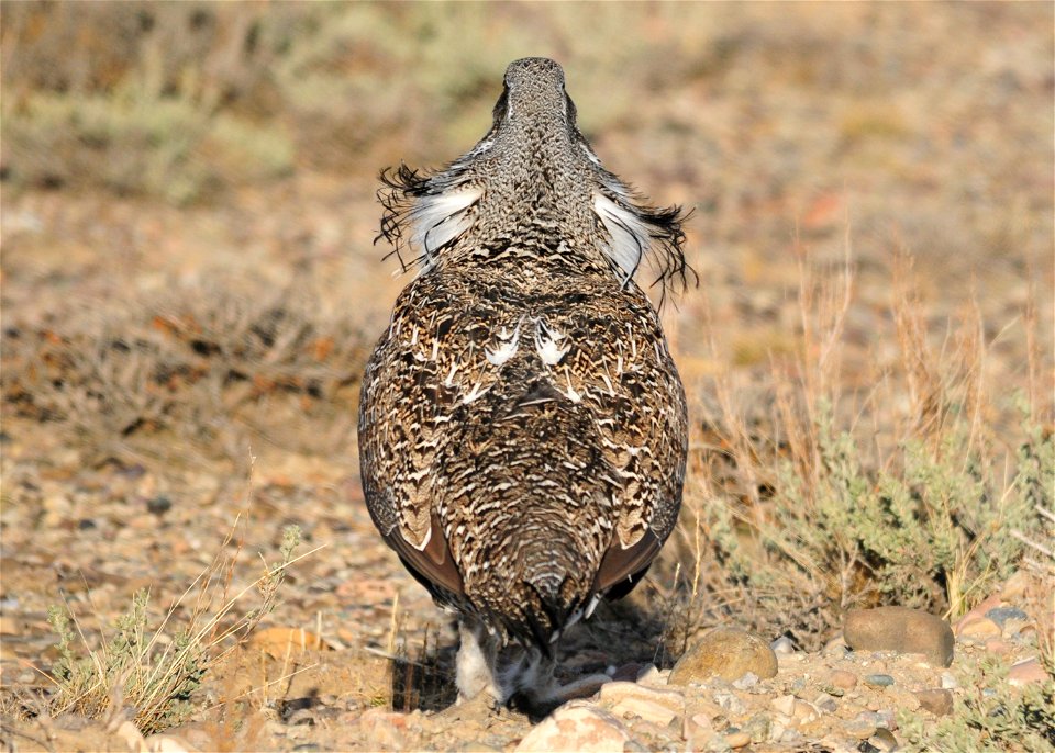 Photo: Tom Koerner/USFWS