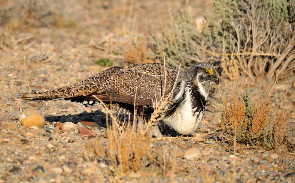 Greater sage-grouse eating Wyoming big sagebrush leaves. Photo: Tom Koerner/USFWS