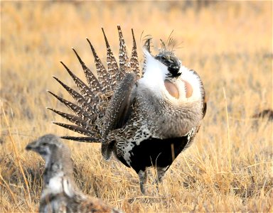 Photo: Tom Koerner/USFWS photo