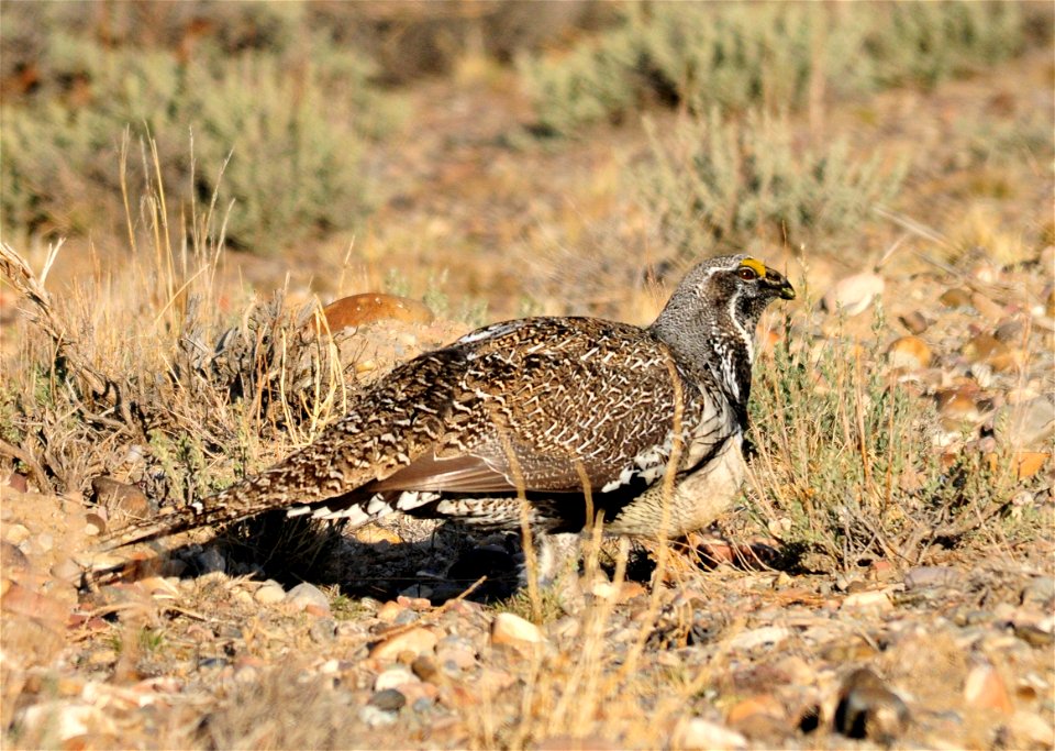 Greater sage-grouse eating Wyoming big sagebrush leaves. Photo: Tom Koerner/USFWS