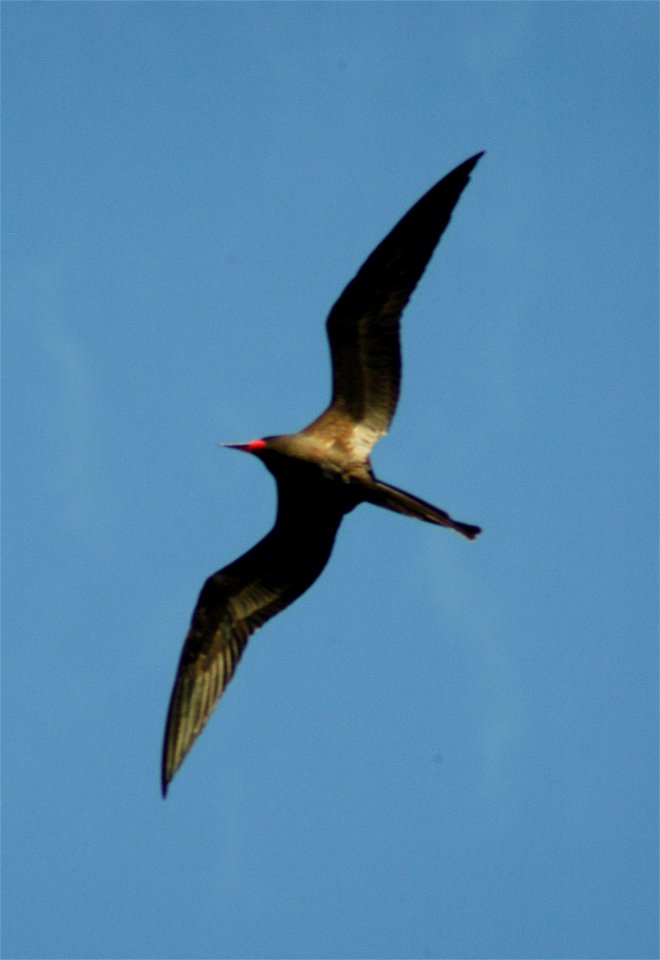 Author:Walt Mills. 

Male Magnificent Frigate Bird, taken in Hondouras, November 2006
