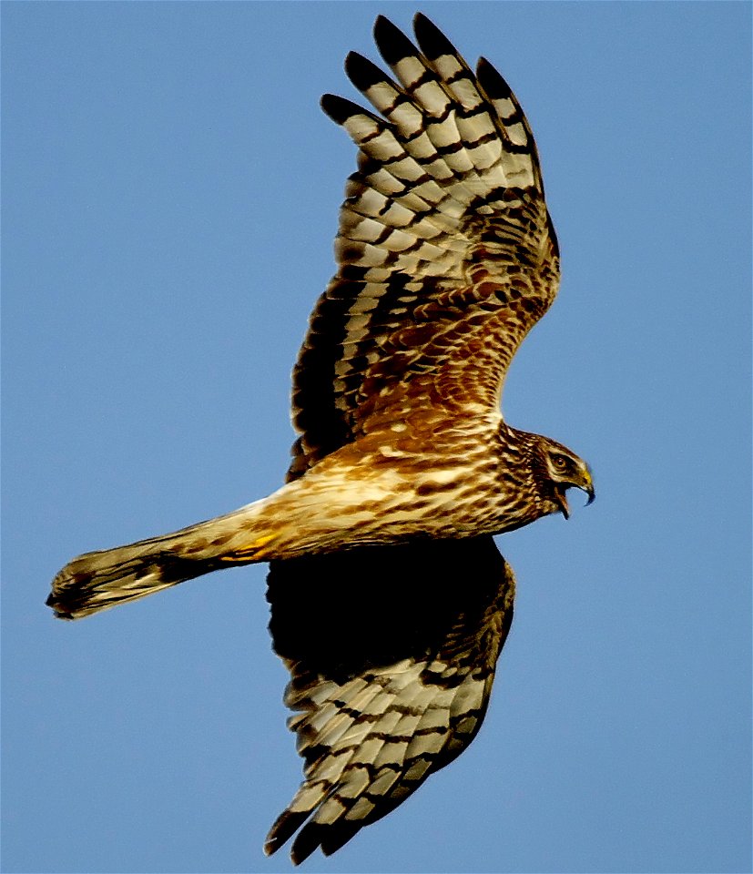 A female Hen Harrier alarming at nest site. Image taken in south Kintyre, Argyll and Bute, Scotland