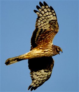 A female Hen Harrier alarming at nest site. Image taken in south Kintyre, Argyll and Bute, Scotland photo