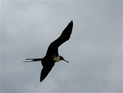Frigate bird photo