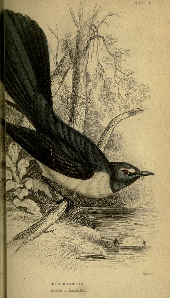 Flycatchers.  by W. Swainson.