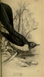 Flycatchers.  by W. Swainson.