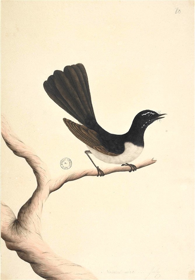 f.28  Willie Wagtail  [Rhipidura leucophrys]